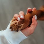 Woman holding paw of dog