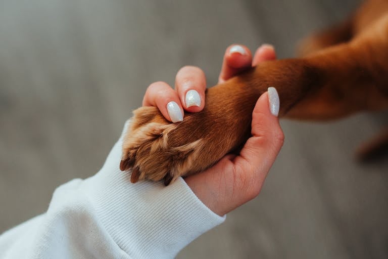 Woman holding paw of dog