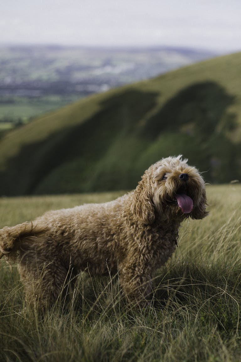 Cavoodle in a field