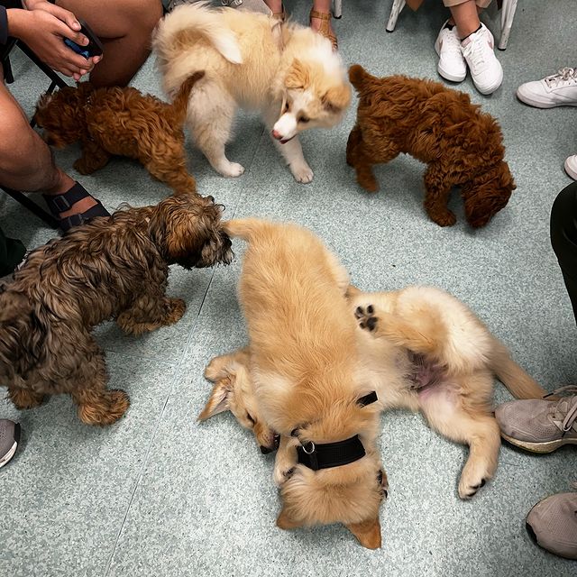 Puppies at puppy school