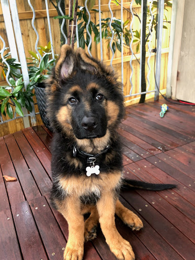 Pip the German Shepherd puppy