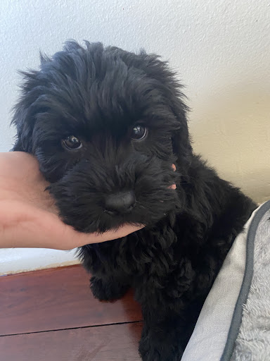 Teddy the Poodle puppy