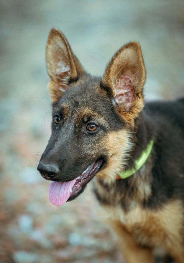 Shepherd dog puppy