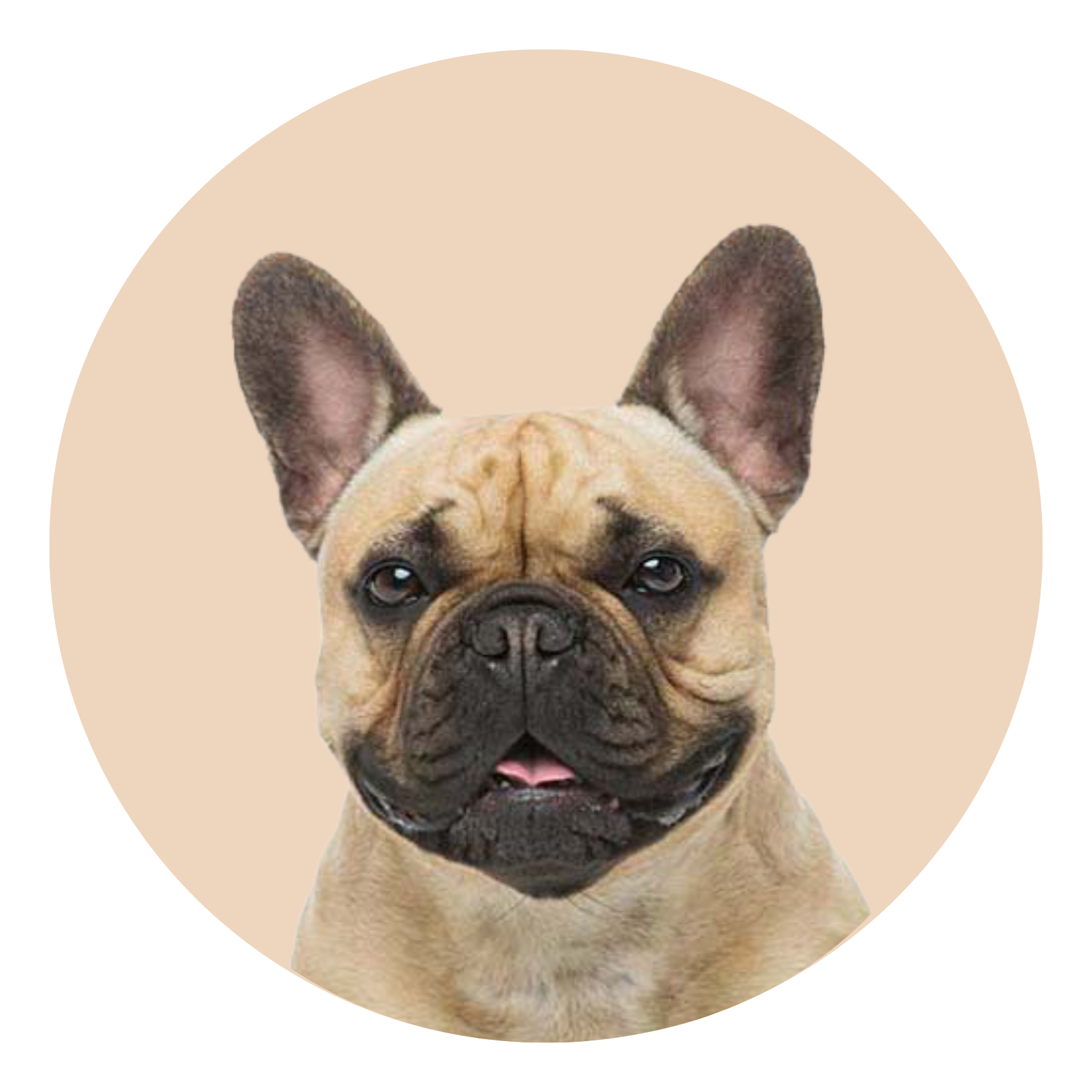 French bulldog face