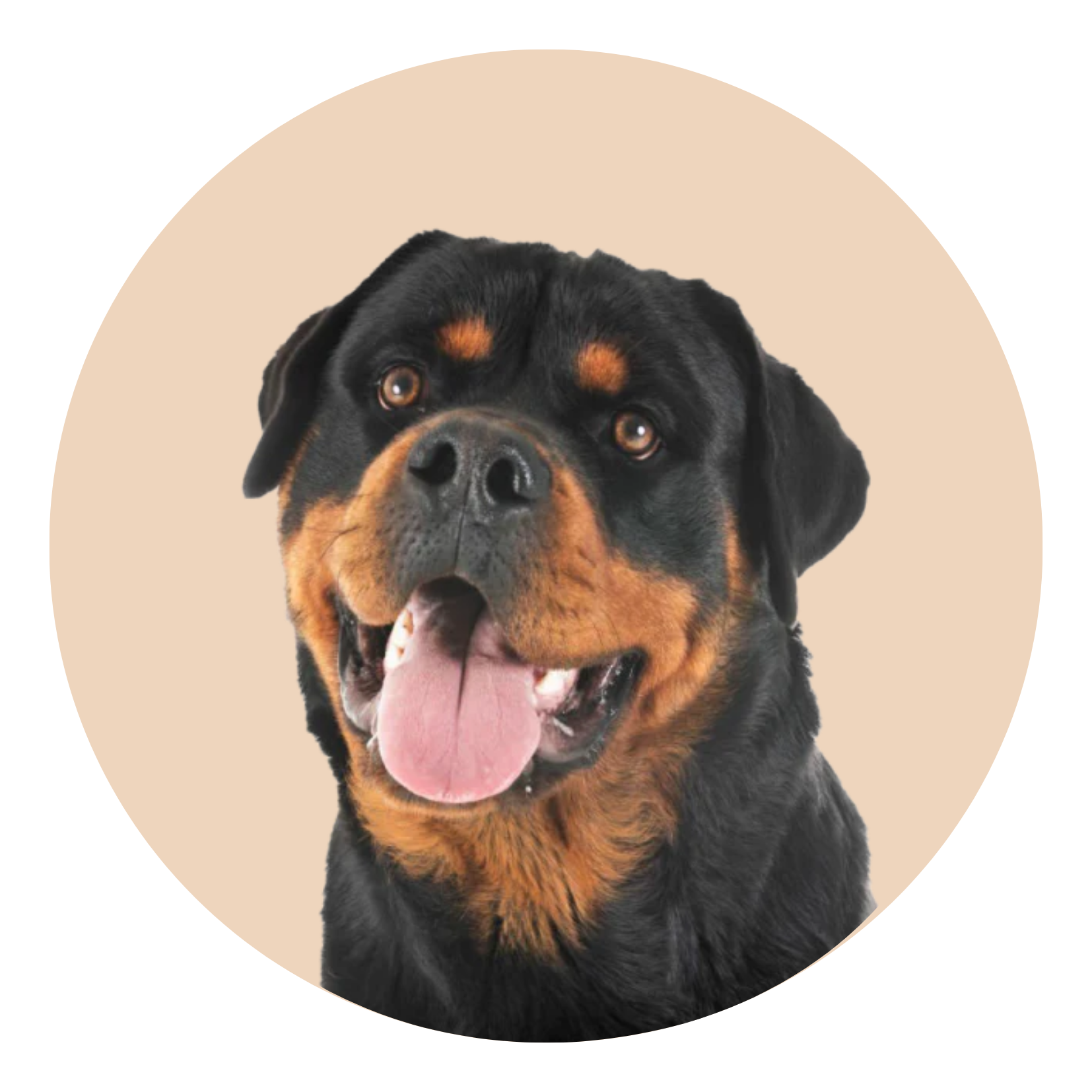 Rottweiler face