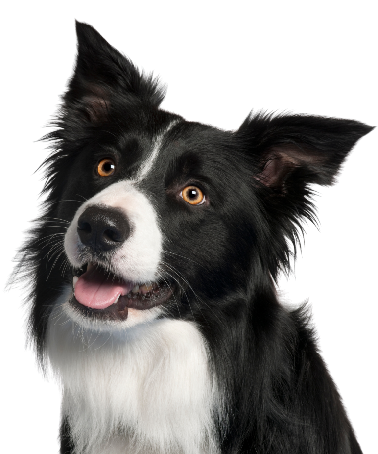 Collie