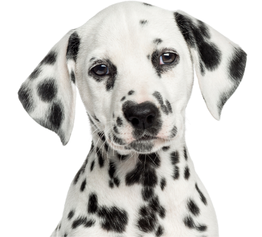 Dalmatian puppy face