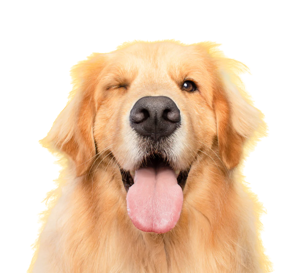 Golden Retriever Dog Winking