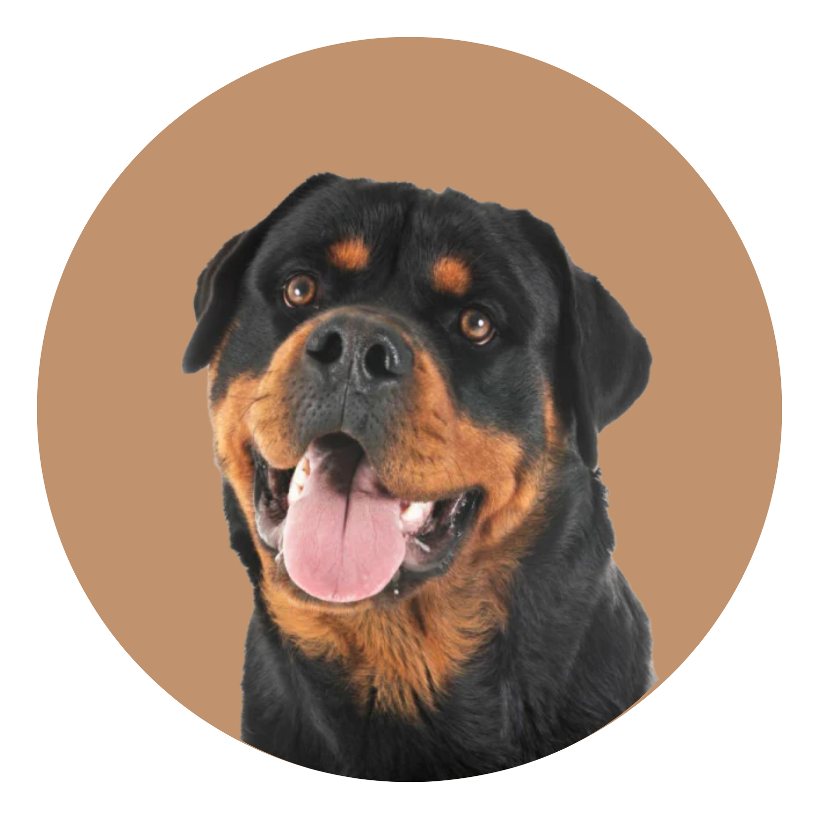 Rottie face