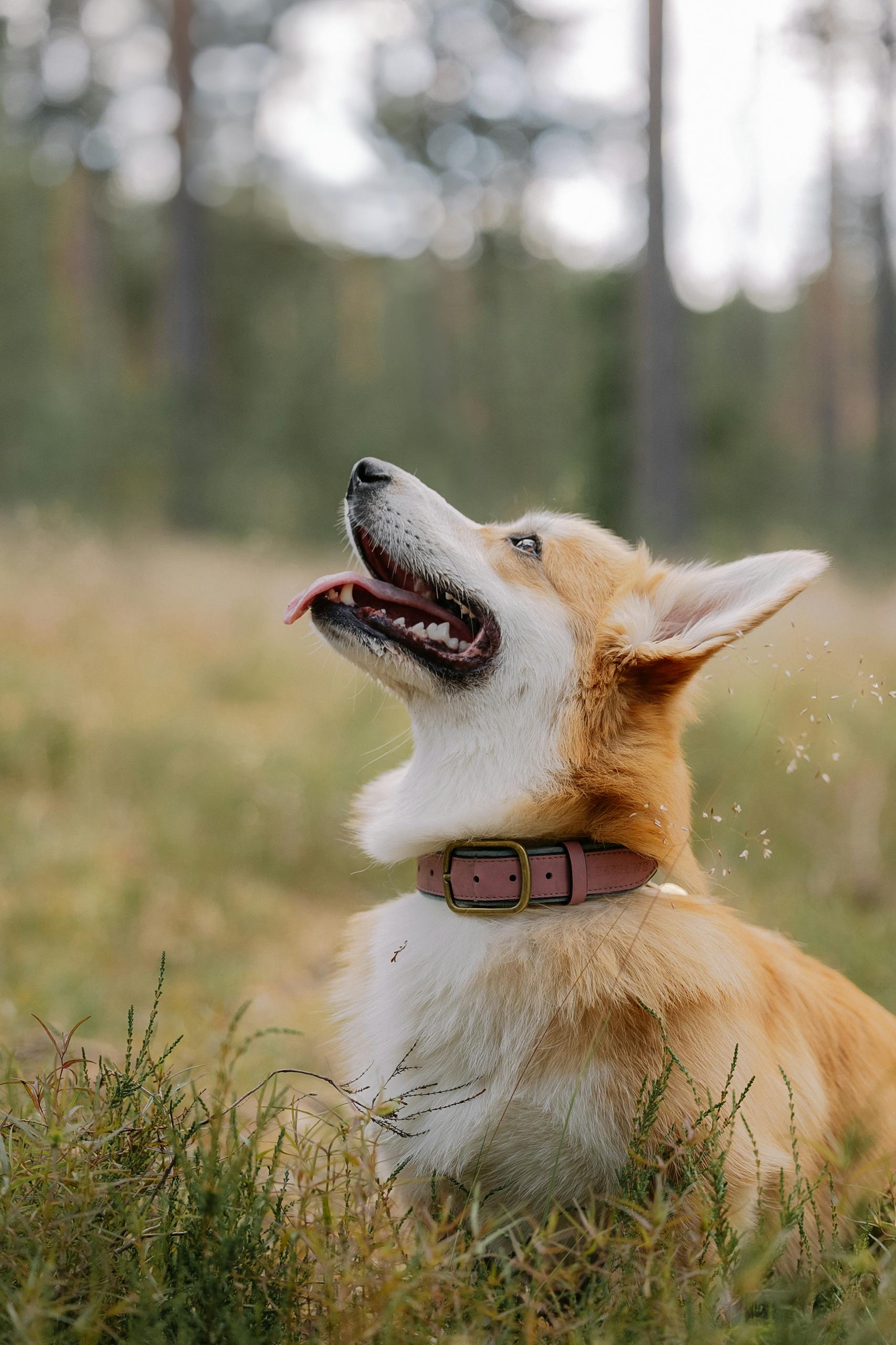 A Dog in a Field