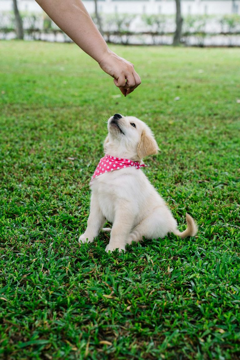 Adorable golden retriever puppy wearing a pink bandana sitting on grass, reaching for a treat from a human hand.