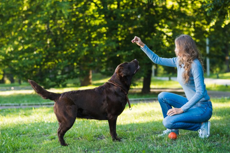 Dealing with aggression: how behaviourists help dogs live harmoniously