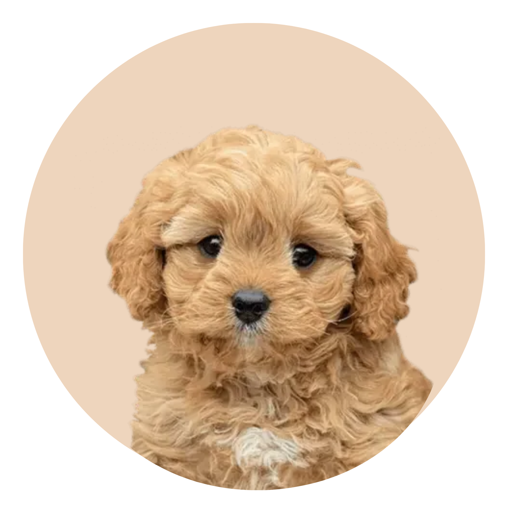 Young Cavoodle puppy