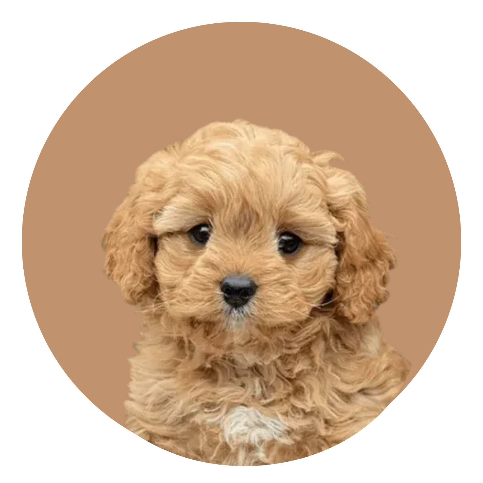 Young Cavoodle puppy