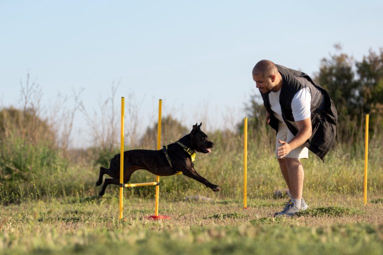 The benefits of early dog behaviour training in Sydney