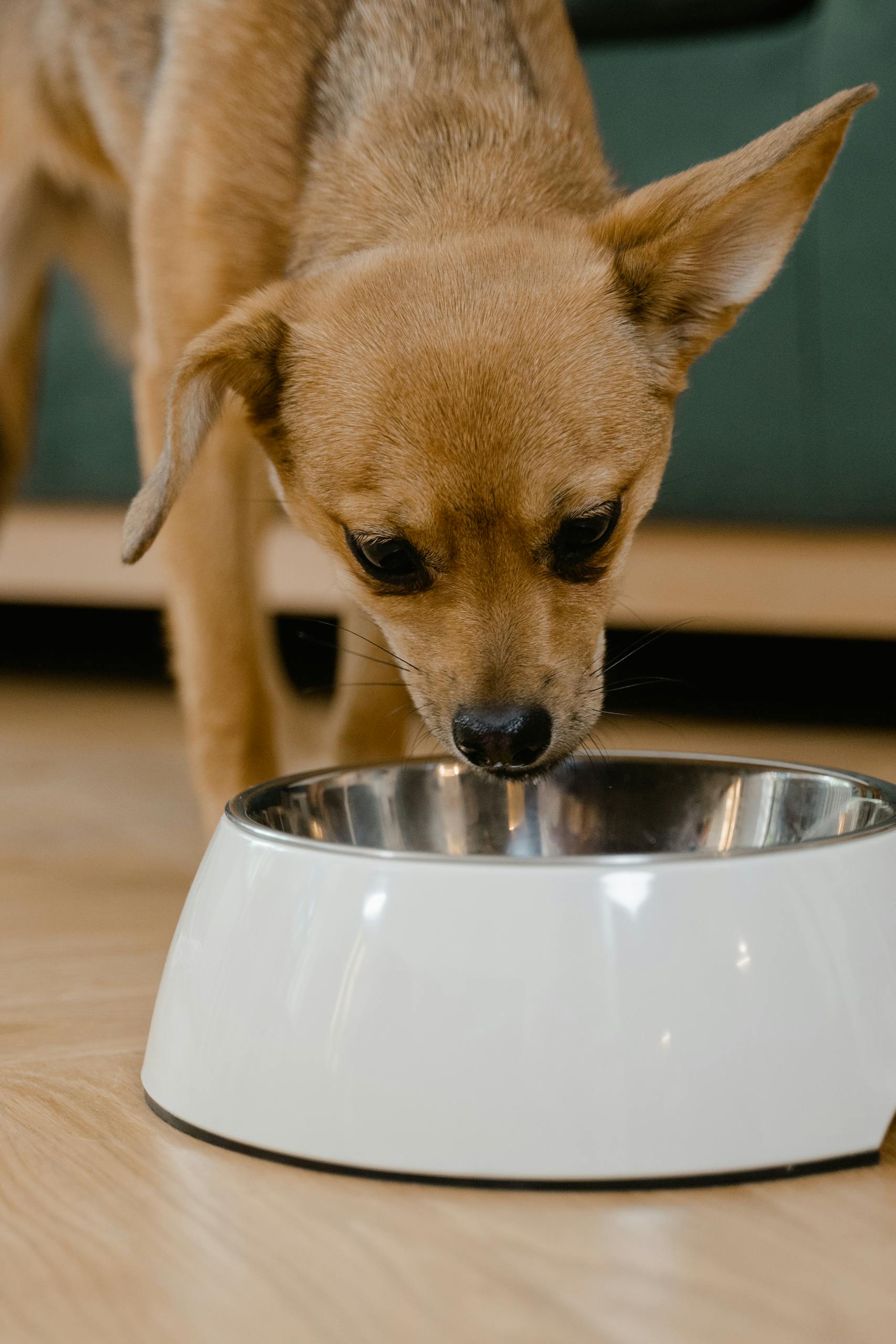 A Chihuahua dog eating from a bowl