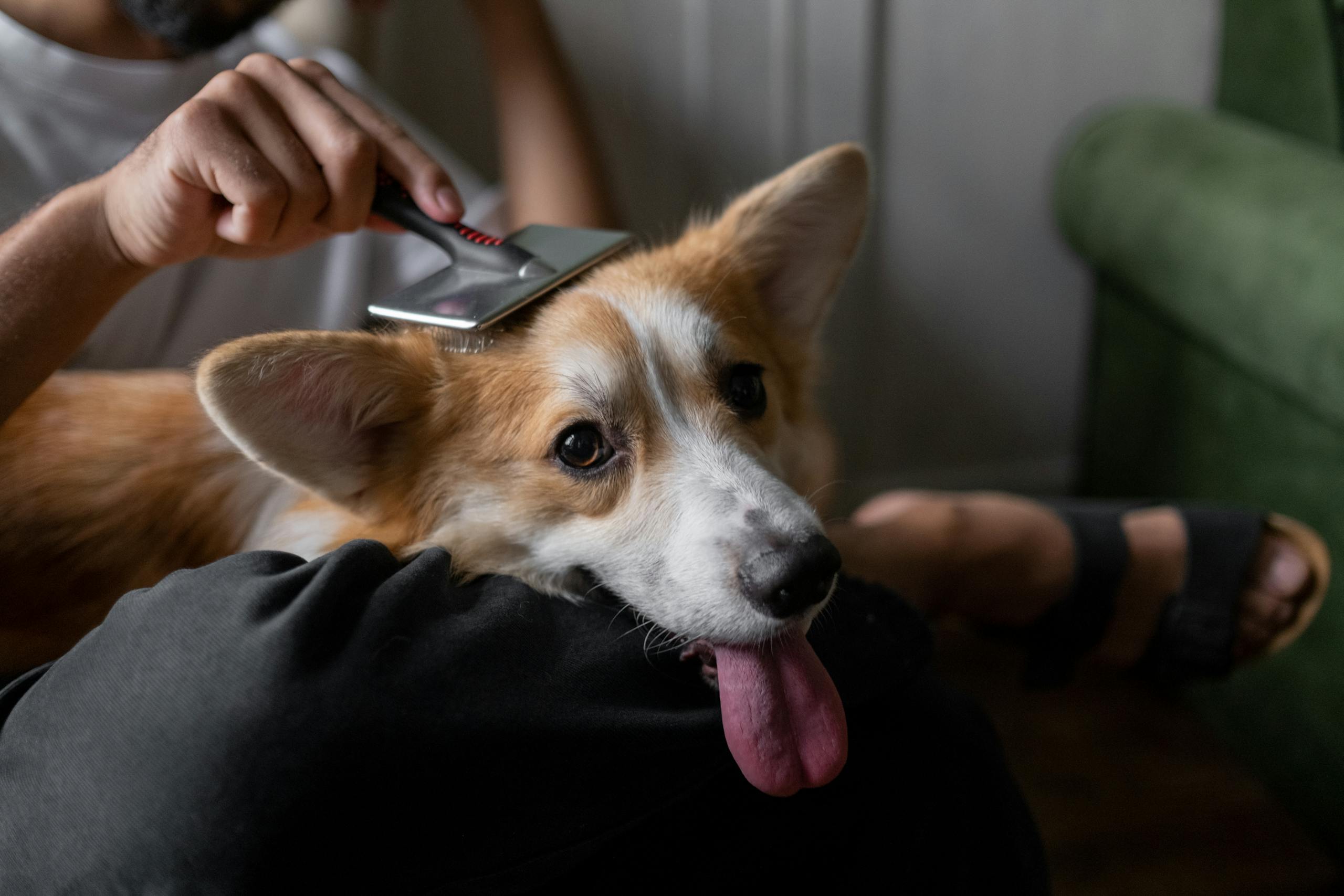 A person gently brushes their corgi dog