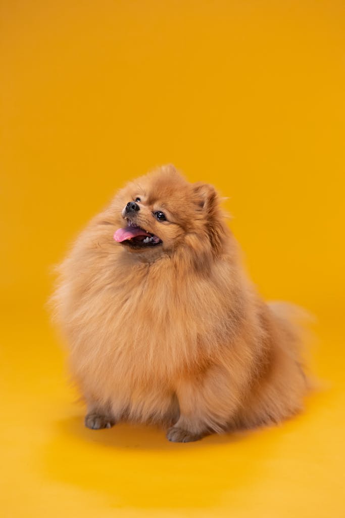 Cute Pomeranian dog sitting on a bright yellow background, showcasing its fluffy fur and happy expression.