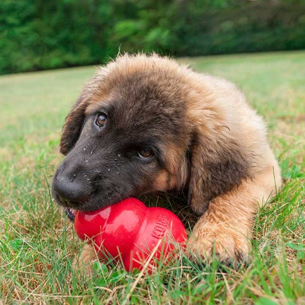 kong red dog toy